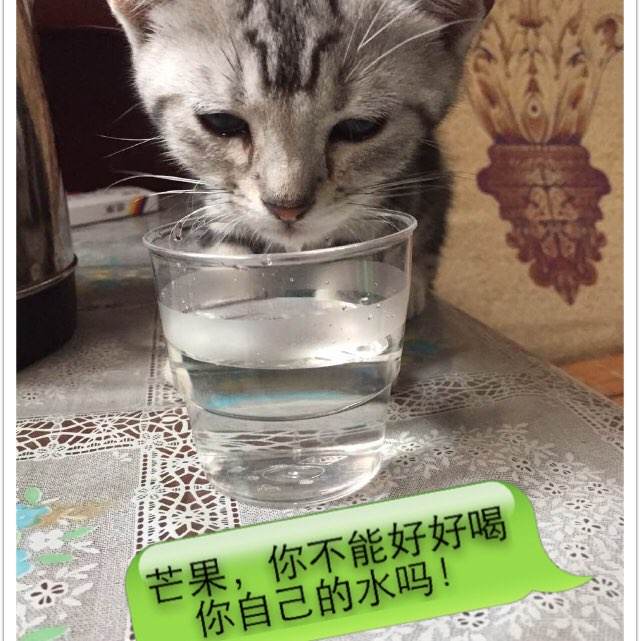 仿制兰道尔夫-麦肯学院毕业证
